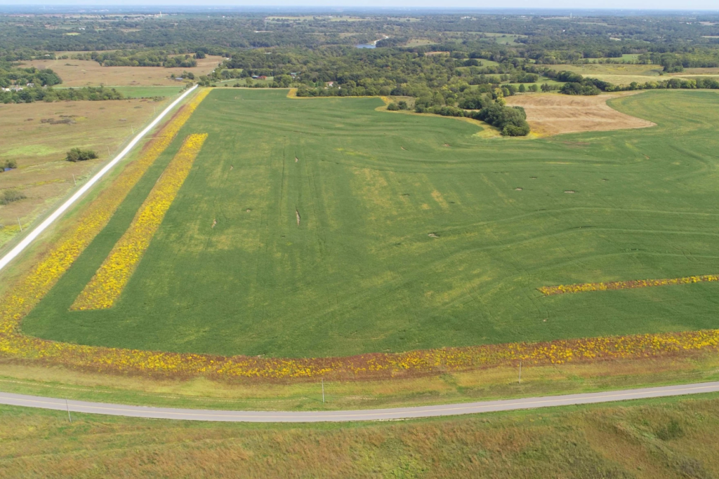 Prairie field with harvested stubble and emerging crop rows illustrating accelerated cropping cycles