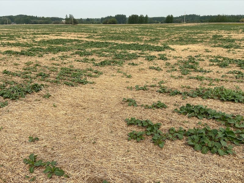 Nutrient Stratification: When No-Till Traps Phosphorus Near the Surface