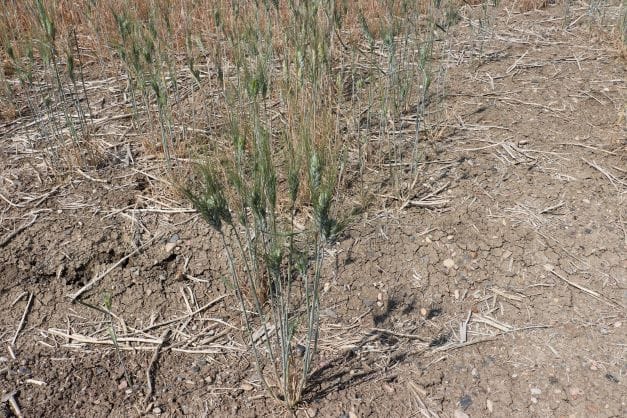 Dry prairie soil with stressed canola crop illustrating nutrient stratification during drought conditions