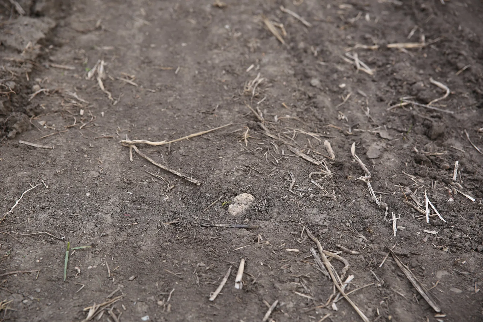 Dark tilled soil with crop residue and minimal vegetation